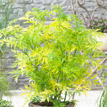 Sureau noir 'Golden Tower' - Sambucus nigra 'Golden Tower'