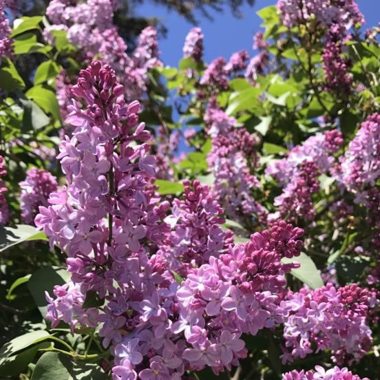 Syringa microphylla 'Superba' - Syringa microphylla 'Superba' - FLEURANDIE