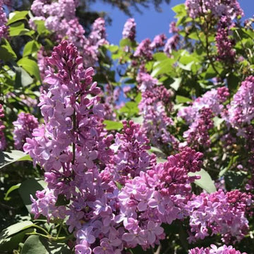 Syringa microphylla 'Superba' - Syringa microphylla 'Superba'