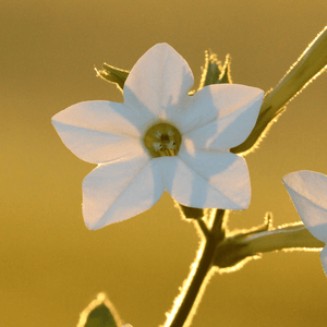 Tabac Ornemental - Nicotiana alata - FLEURANDIE