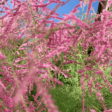 Tamaris de printemps - Tamarix tetrandra