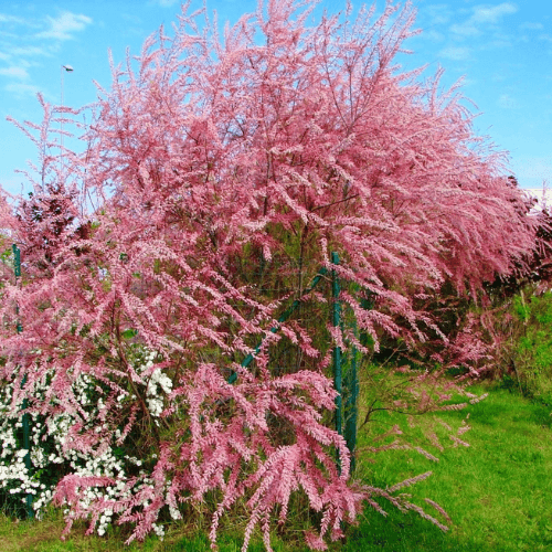 Tamaris de printemps - Tamarix tetrandra - FLEURANDIE