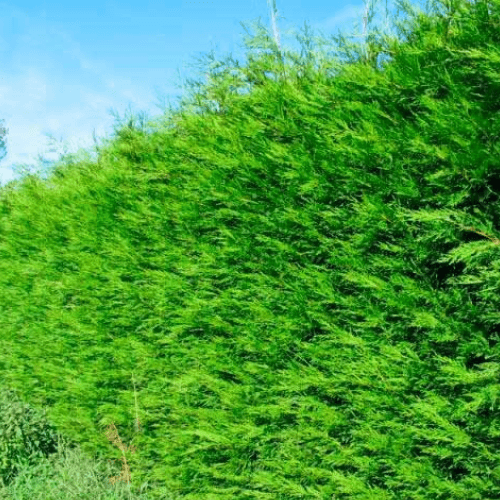 Thuya Géant Atrovirens 100cm En Pot - Thuja Plicata Pour Haie Dense
