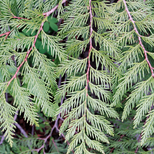 Thuya géant 'Atrovirens' - Thuja plicata 'Atrovirens' - FLEURANDIE