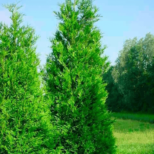 Thuya géant 'Atrovirens' - Thuja plicata 'Atrovirens' - FLEURANDIE