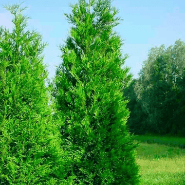 Thuya géant 'Atrovirens' - Thuja plicata 'Atrovirens'