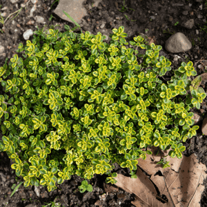Thym citron bio - Thymus citriodorus bio - FLEURANDIE