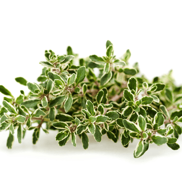 Thym citron bio - Thymus citriodorus bio