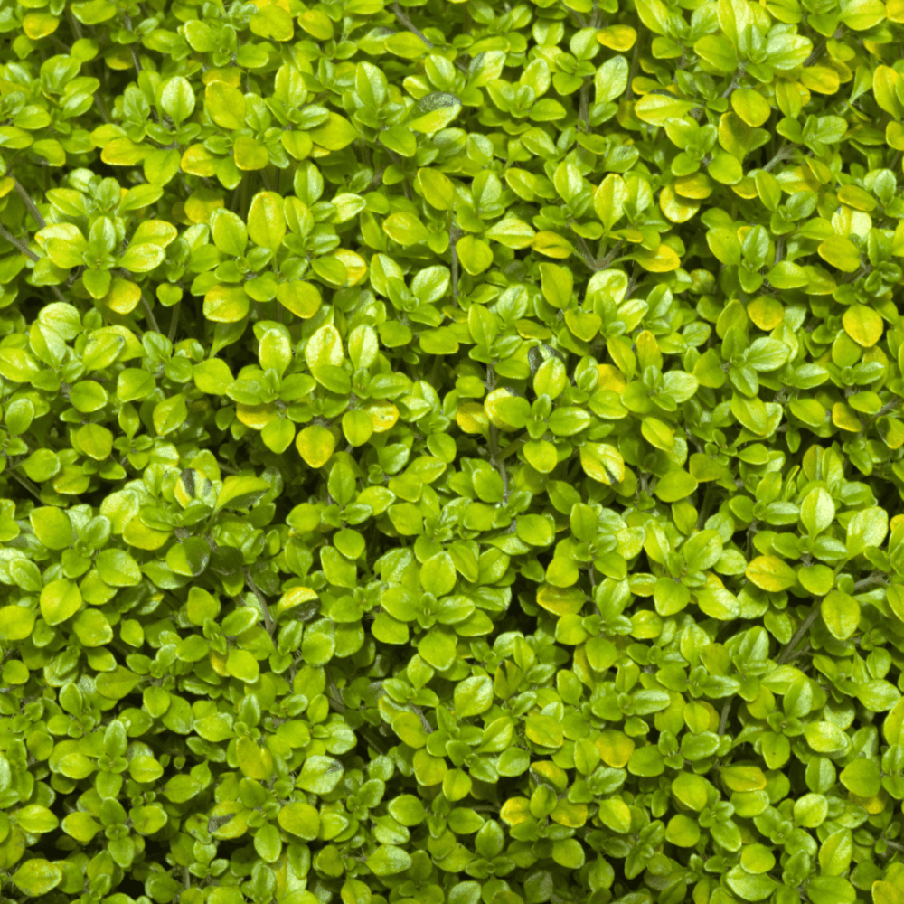 Thym citron nain doré - Thymus citriodorus 'Golden dwarf' - FLEURANDIE