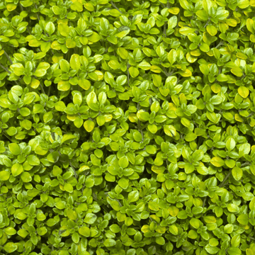 Thym citron nain doré - Thymus citriodorus 'Golden dwarf'