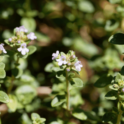 Thym citron - Thymus citriodorus - FLEURANDIE