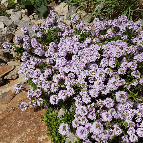 Thym officinal - Thymus vulgaris - FLEURANDIE