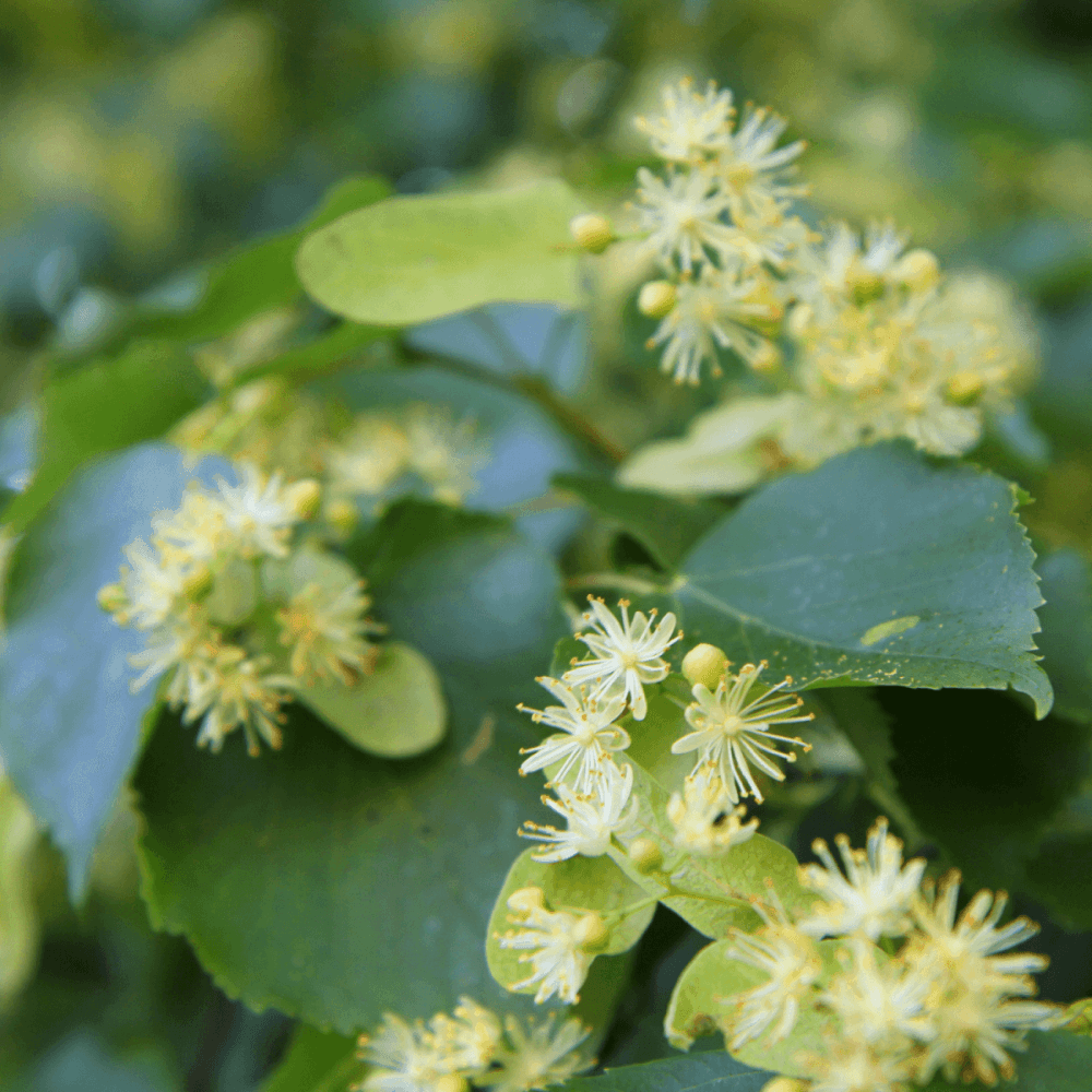 Tilleul argenté - Tilia tomentosa - FLEURANDIE