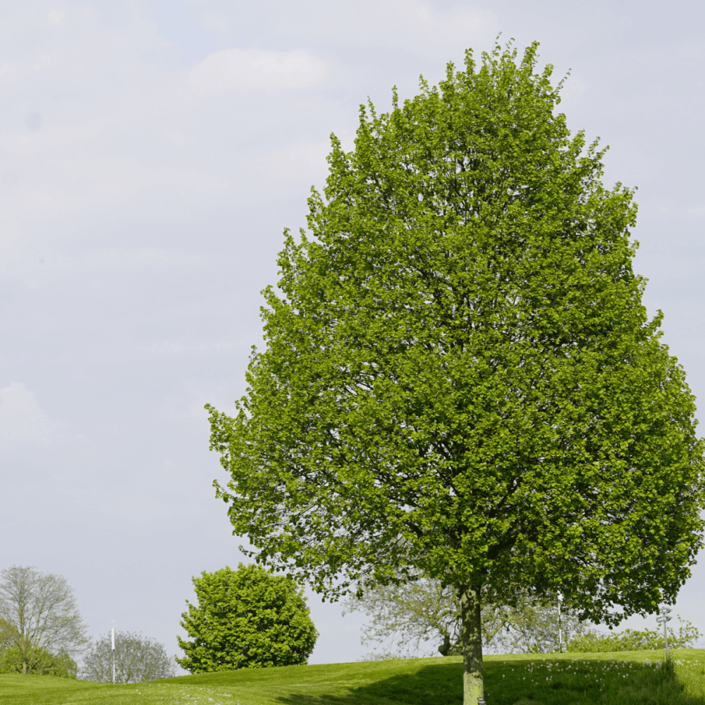 Tilleul argenté - Tilia tomentosa - FLEURANDIE