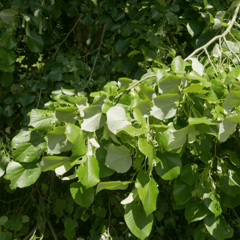 Tilleul argenté - Tilia tomentosa - FLEURANDIE