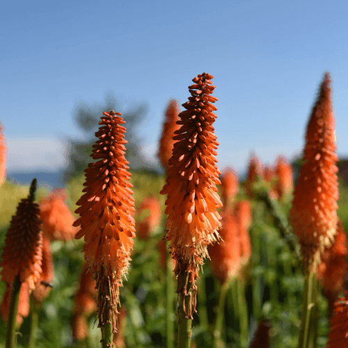 Tritoma 'grandiflora' - Kniphofia uvaria 'grandiflora' - FLEURANDIE