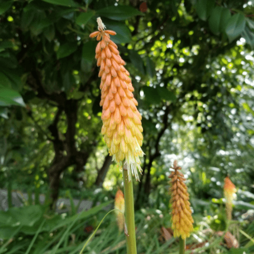 Tritoma 'grandiflora' - Kniphofia uvaria 'grandiflora' - FLEURANDIE