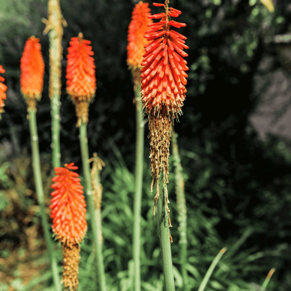 Tritoma 'grandiflora' - Kniphofia uvaria 'grandiflora' - FLEURANDIE