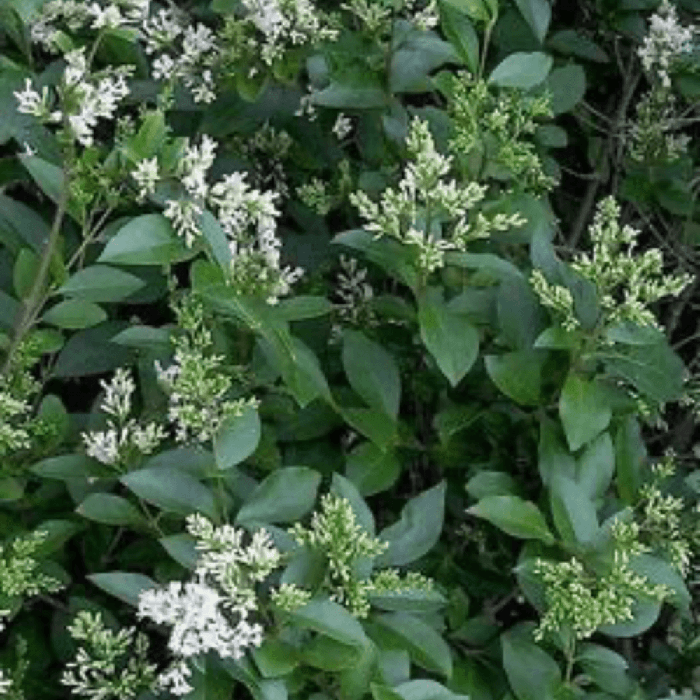 Troène de Californie - Ligustrum ovalifolium - FLEURANDIE