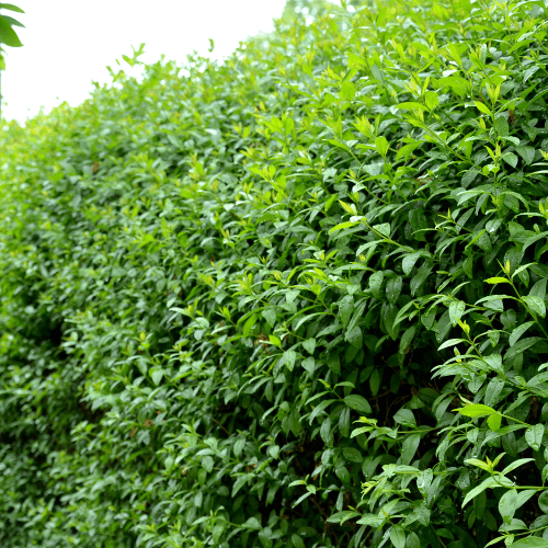 Troène de Californie - Ligustrum ovalifolium - FLEURANDIE