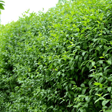 Troène de Californie - Ligustrum ovalifolium