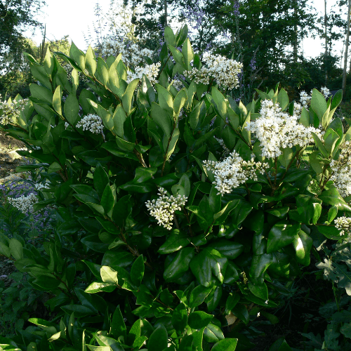 Troène du Japon - Ligustrum japonicum - FLEURANDIE