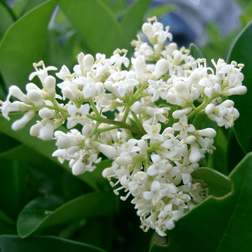 Troène du Japon - Ligustrum japonicum - FLEURANDIE