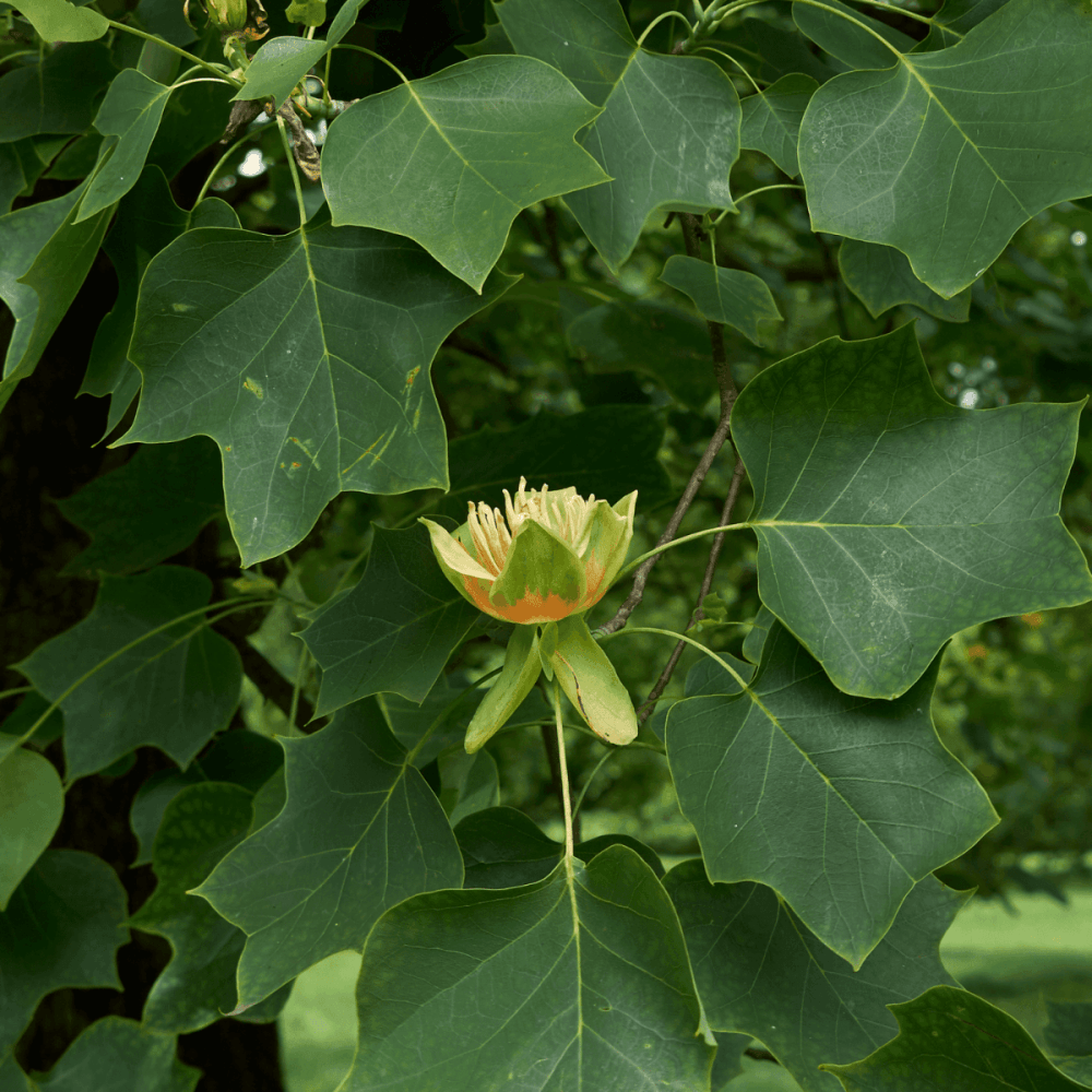 Tulipier de Virginie - Liriodendron tulipifera - FLEURANDIE