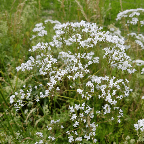 Valeriane officinale - Valeriana officinalis - FLEURANDIE