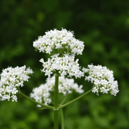 Valeriane officinale - Valeriana officinalis - FLEURANDIE