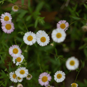 Vergerette de Karvinsky - Erigeron karvinskianus