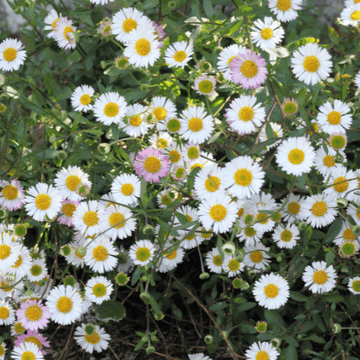 Vergerette de Karvinsky - Erigeron karvinskianus