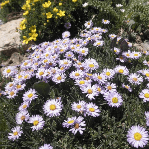 Vergerette leiomerus - Erigeron leiomerus - FLEURANDIE