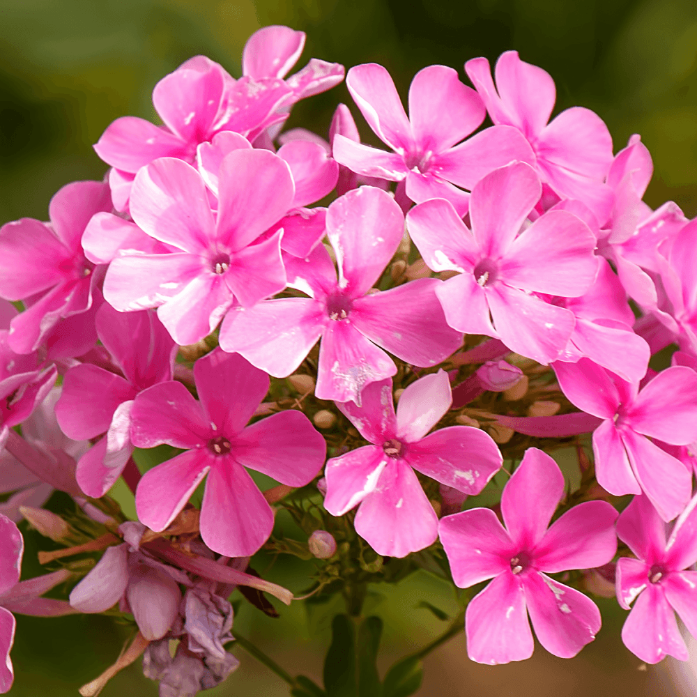 Verveine Cascade Rose Vif - FLEURANDIE