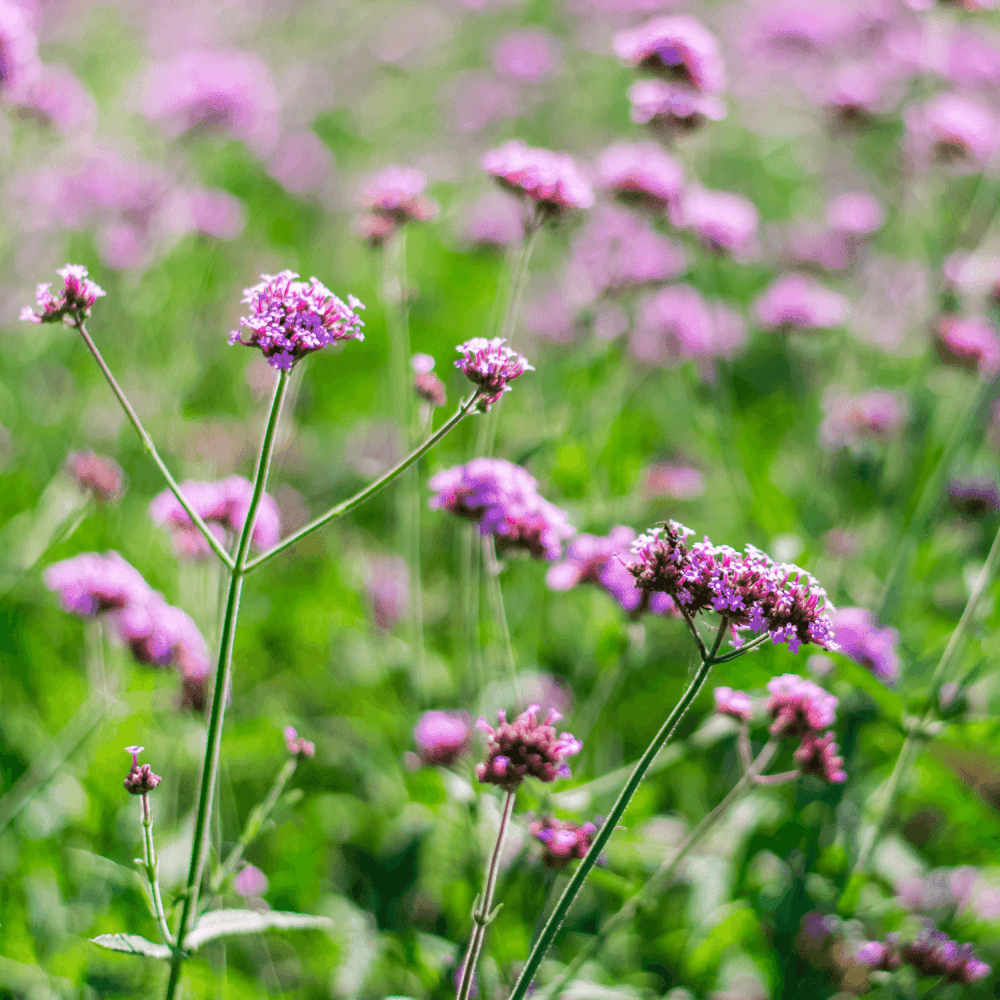 Verveine Cascade Rose Vif - FLEURANDIE