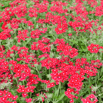 Verveine Cascade Rouge - FLEURANDIE