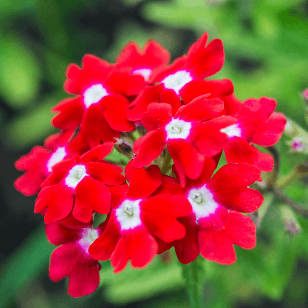 Verveine Cascade Rouge - FLEURANDIE