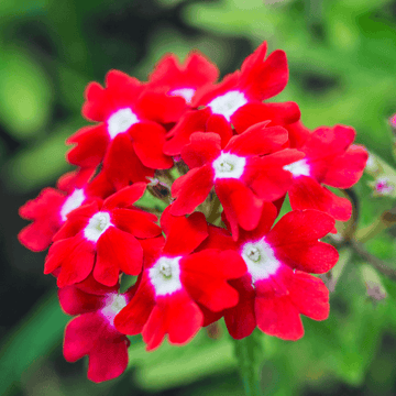 Verveine Cascade Rouge