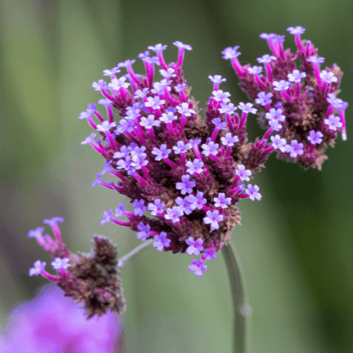 Verveine de Buenos Aires - Verbena bonariensis - FLEURANDIE