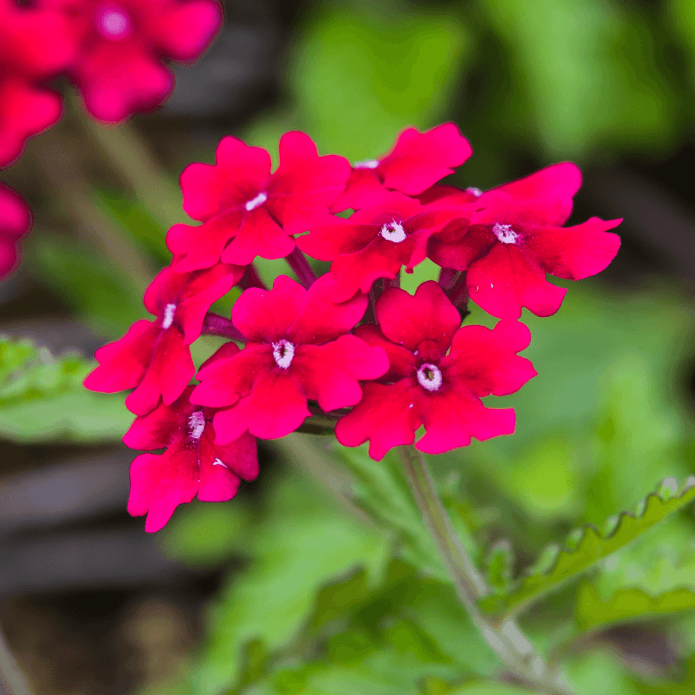 Verveine Retombante - FLEURANDIE