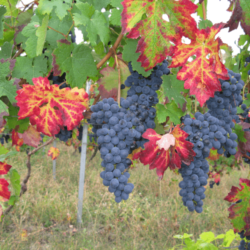 Vigne 'Boskoop Glory' - Vitis vinifera 'Boskoop Glory' - FLEURANDIE