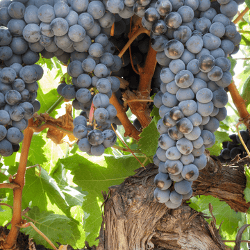 Vigne 'Boskoop Glory' - Vitis vinifera 'Boskoop Glory'