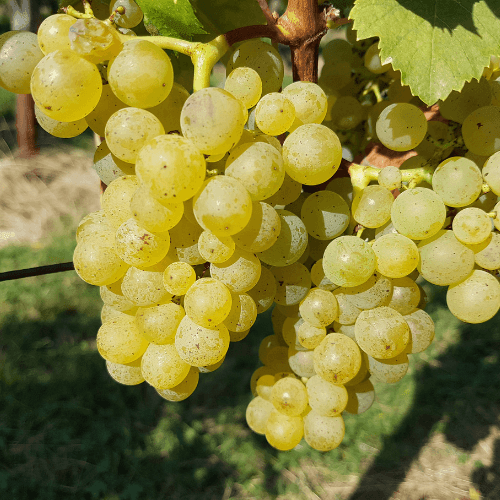 Vigne 'Chasselas Doré' - Vitis vinifera 'Chasselas Doré' - FLEURANDIE