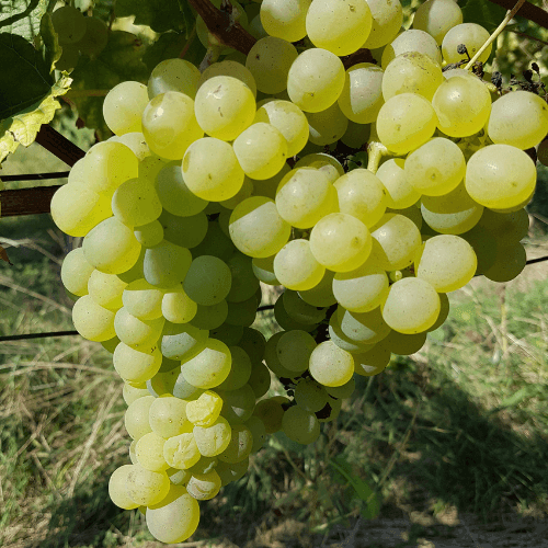 Vigne 'Chasselas Doré' - Vitis vinifera 'Chasselas Doré' - FLEURANDIE