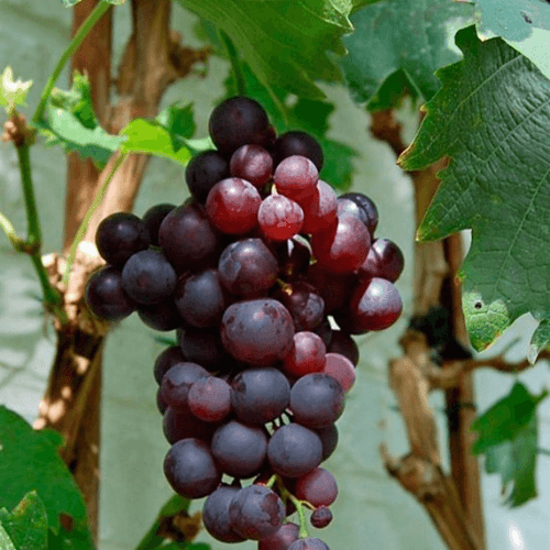 Vigne 'Muscat de Hambourg' - Vitis vinifera 'Muscat de Hambourg' - FLEURANDIE