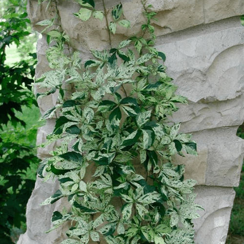 Vigne vierge japonaise 'Star Shower' - Parthenocissus tricuspidata 'Star Shower' - FLEURANDIE