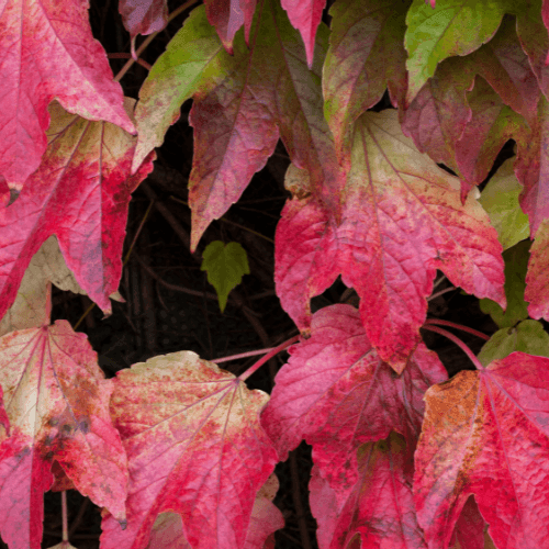 Vigne vierge japonaise 'Veitchii Robusta' - Parthenocissus tricuspidata 'Veitchii Robusta' - FLEURANDIE