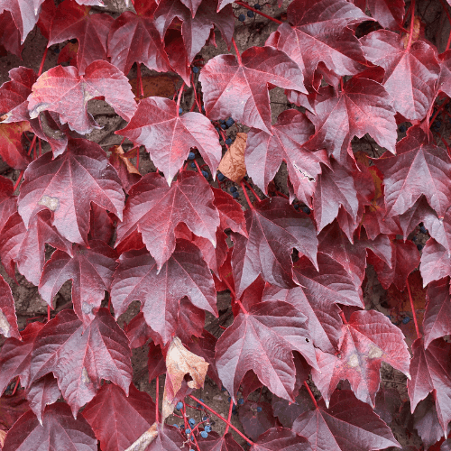 Vigne vierge japonaise 'Veitchii Robusta' - Parthenocissus tricuspidata 'Veitchii Robusta' - FLEURANDIE