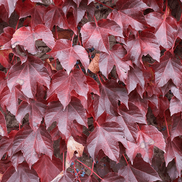 Vigne vierge japonaise 'Veitchii Robusta' - Parthenocissus tricuspidata 'Veitchii Robusta'