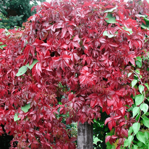 Vigne vierge vraie 'Engelmannii' - Parthenocissus quinquefolia 'Engelmannii' - FLEURANDIE